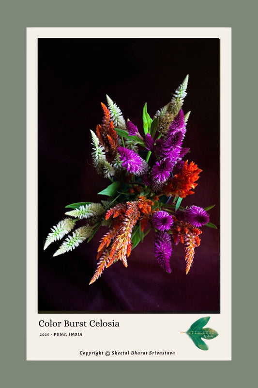 Phtograph of Colorful Celosia flowers on a dark background.