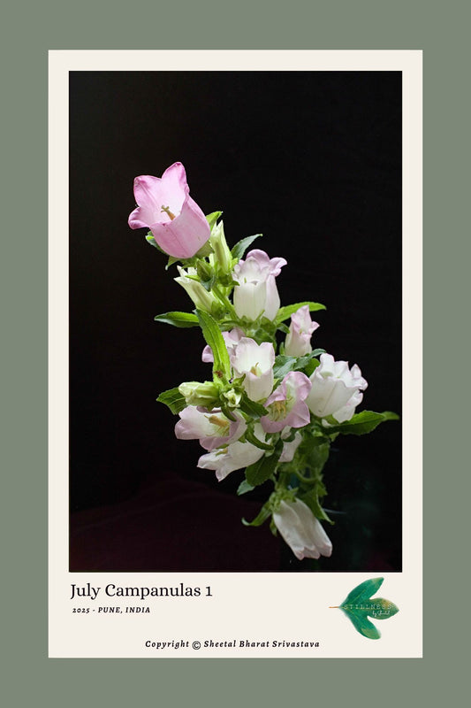 Bouquet of pink and white campanulas against a black background