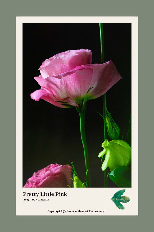 Photograph of a Pink Lisianthus flower with green leaves on a dark background
