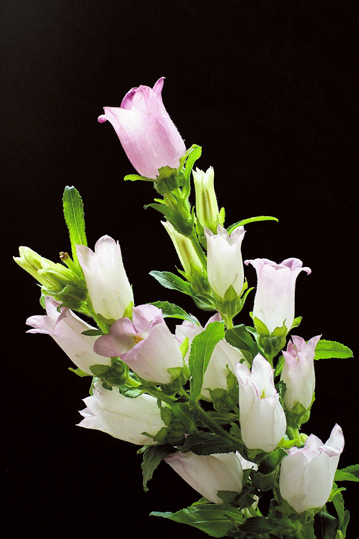 July Campanulas 2 floral photography print