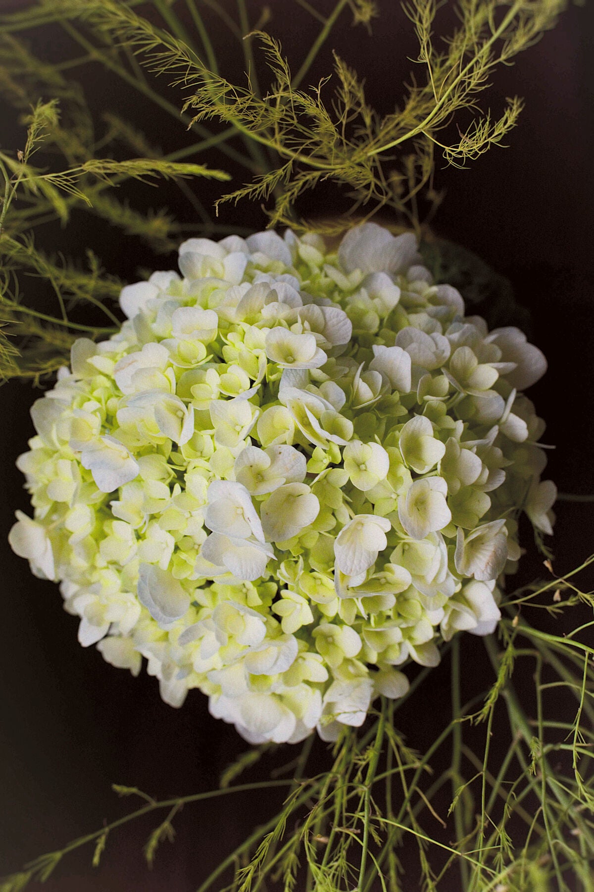 Hydrangea November floral photography print