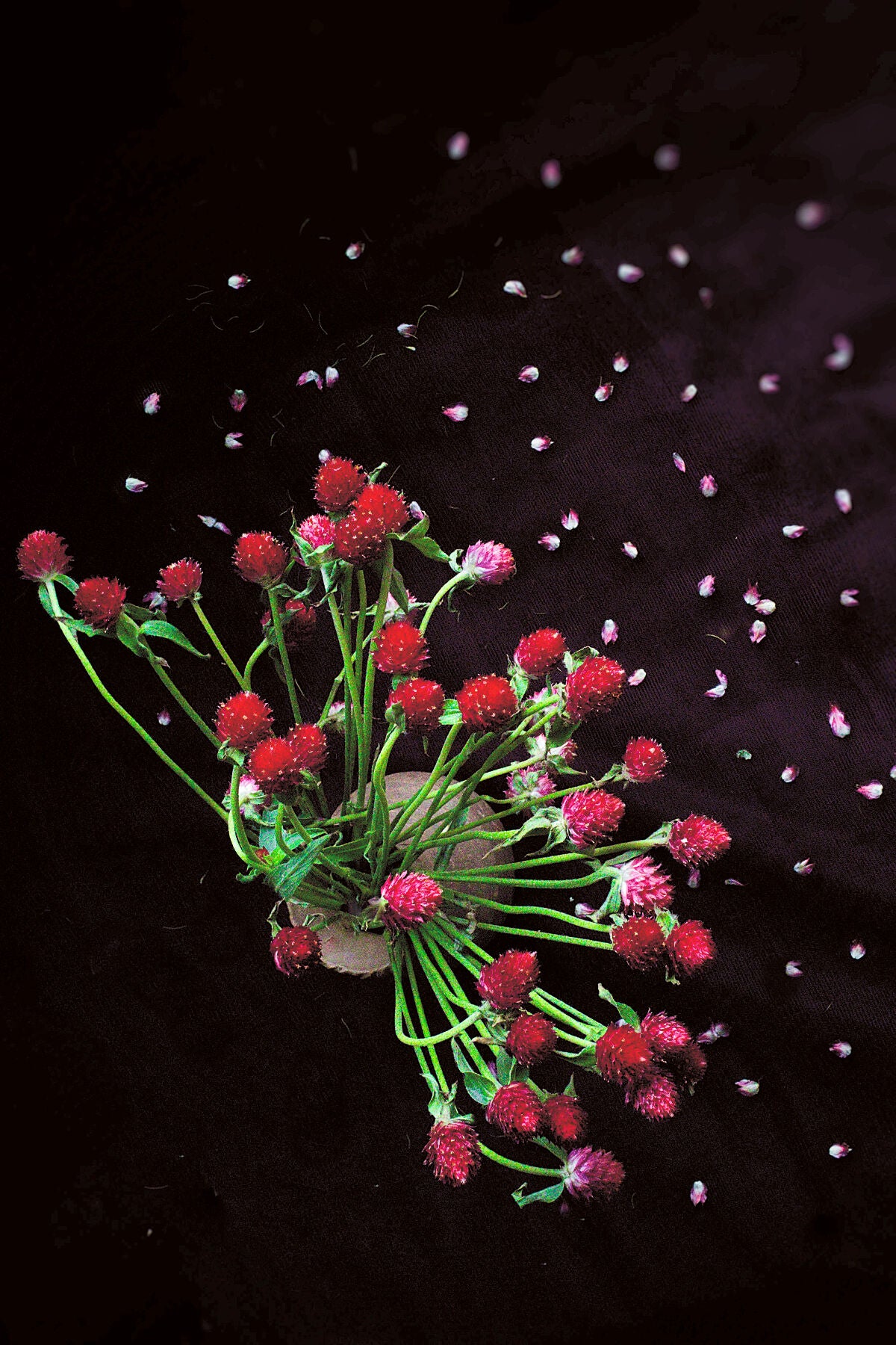 A December of Gomphrenas floral photography print