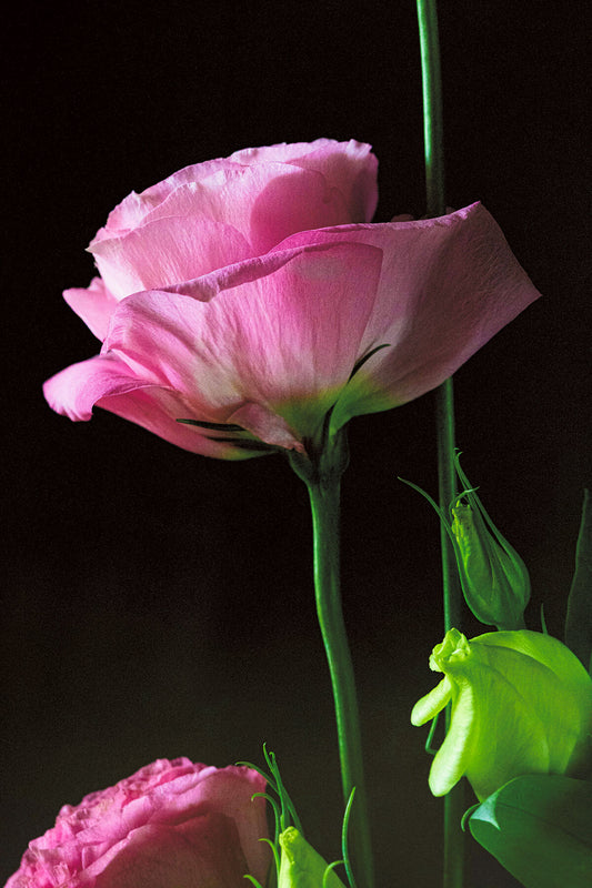 Pretty Little Pink floral photography print