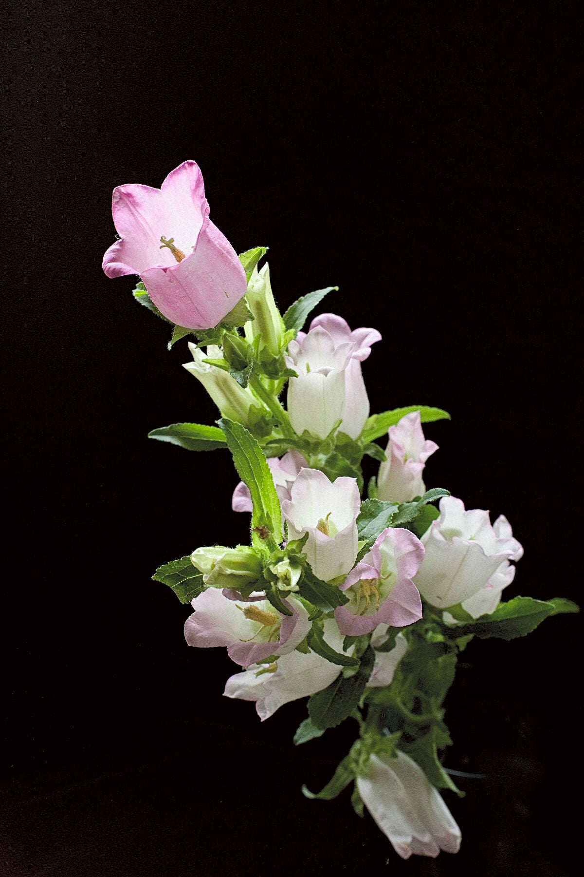 July Campanulas 1 floral photography print