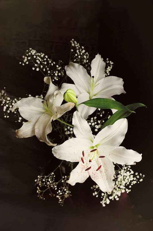 White Lillies for August floral photography print