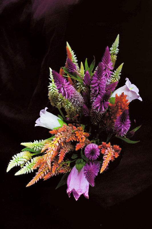Color Burst Celosia floral photography print