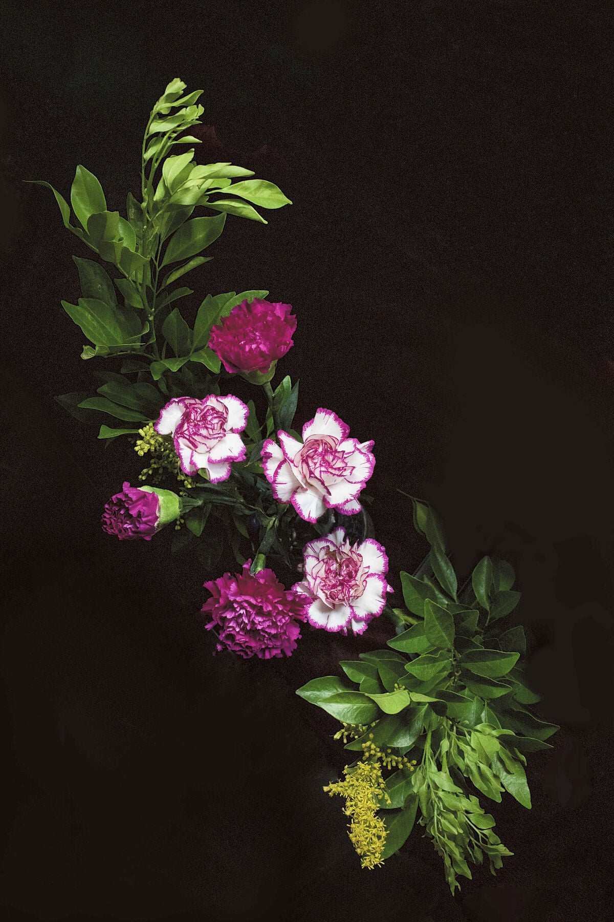 Carnations for May floral photography print