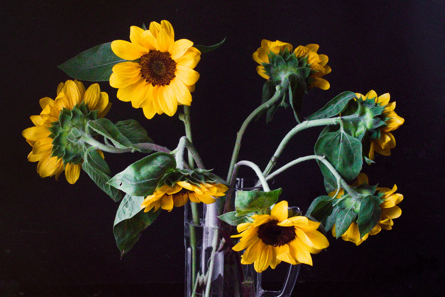 Sunflowers in Wilderness 1 Print