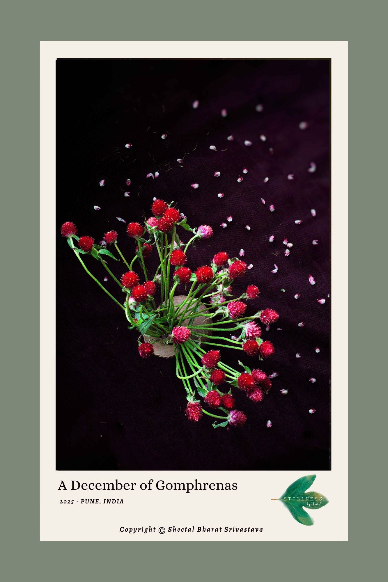 Bouquet of red gomphrena flowers against a dark background with light pink petals.