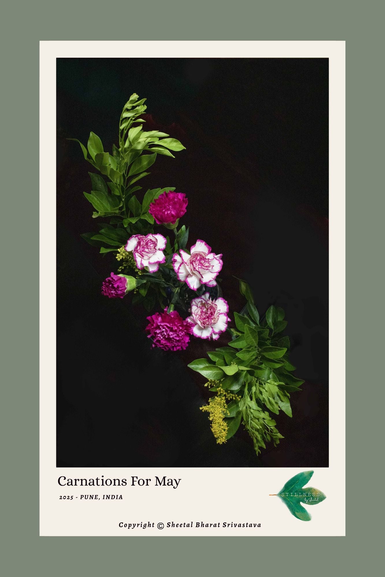 Floral still life photograph of pink and white with purple outline carnations on a dark background