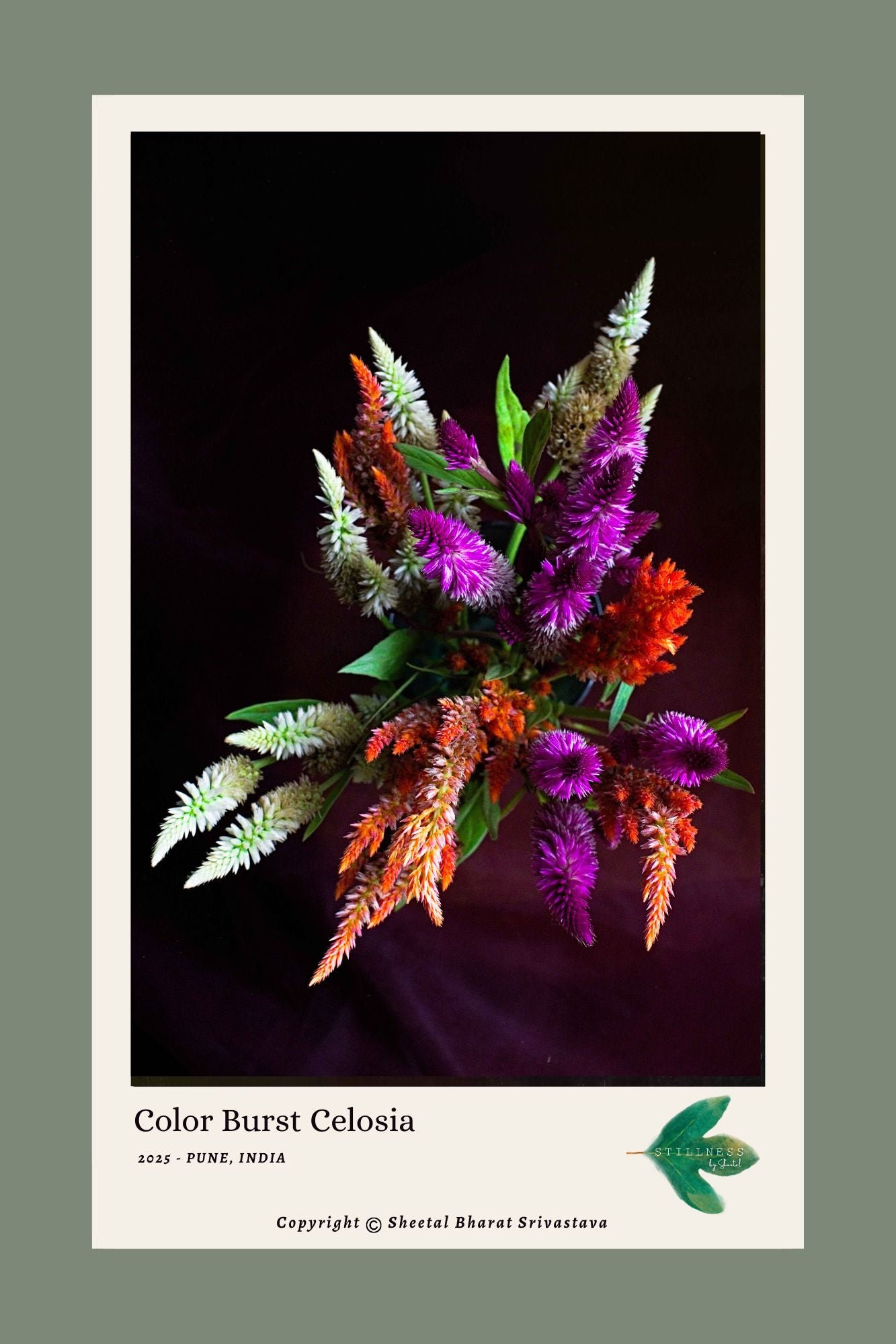 Phtograph of Colorful Celosia flowers on a dark background.