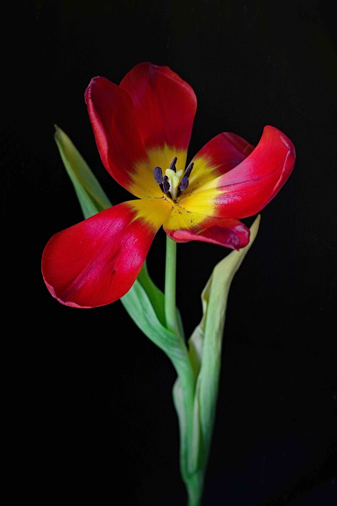 "To A Heart That's Open" Print - Floral Wall Art Decor