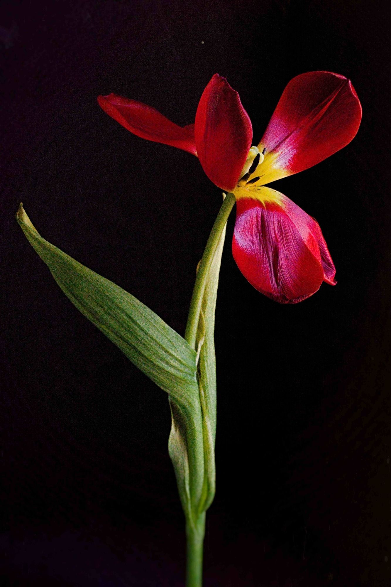 "To A Heart That Dances" Print - Floral Wall Art Decor