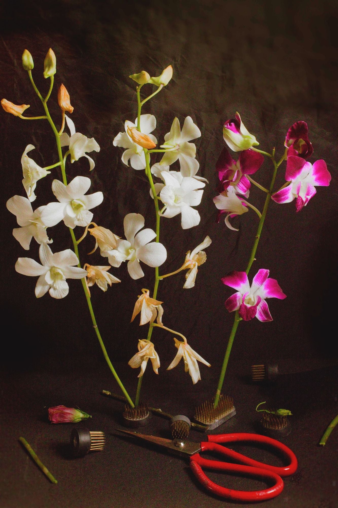 "Orchids: A Still in the Making" Print - Floral Wall Art Decor
