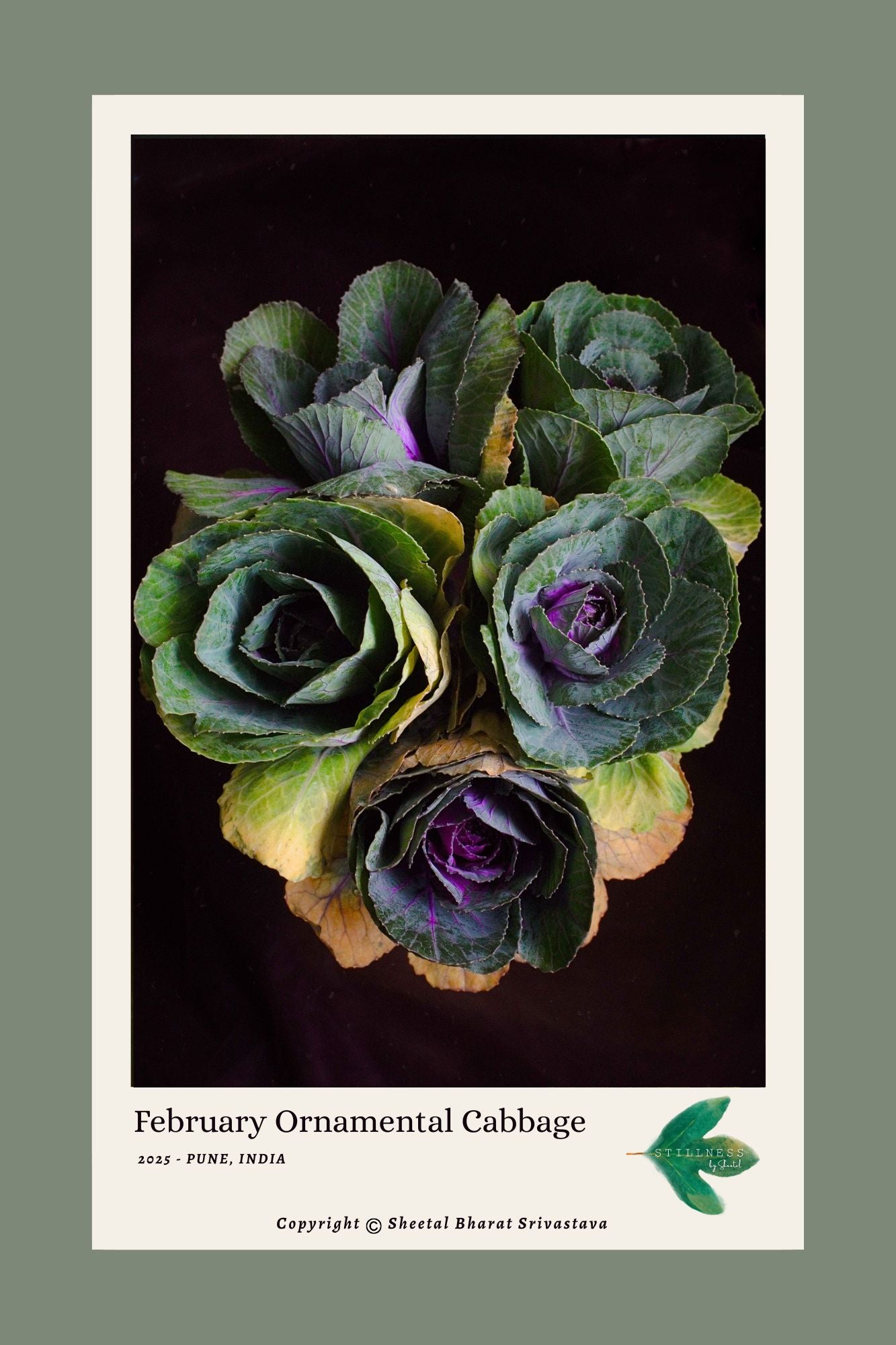 Ornamental cabbage still life with purple centers on a dark background