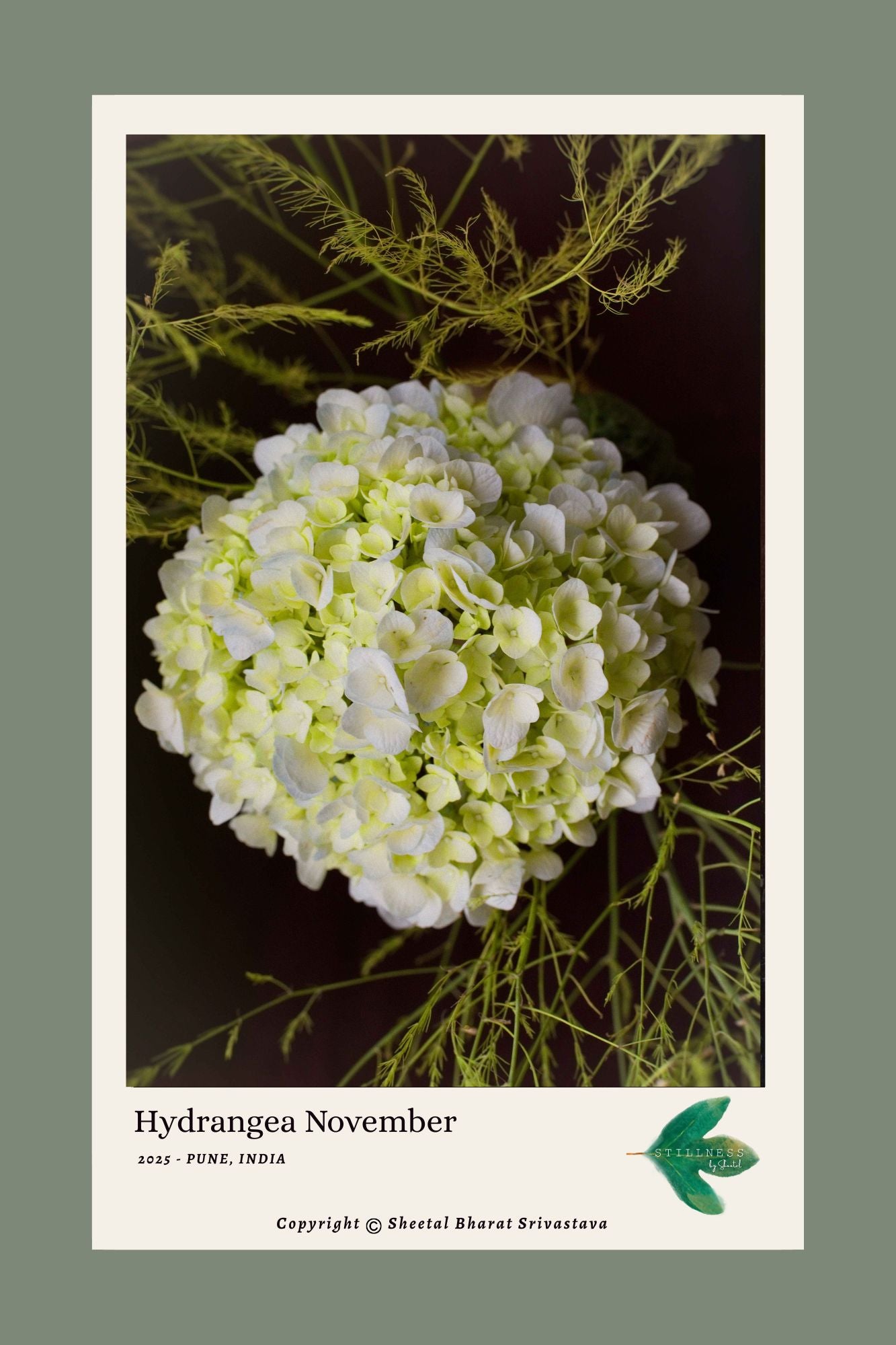 A photograph of a hydrangea on a dark background.