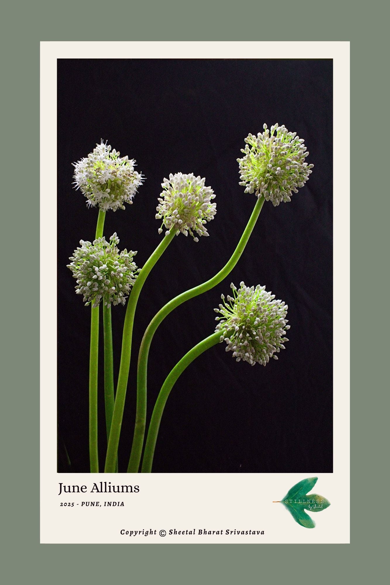 White allium flowers on green stems against a black background with 'June Alliums' text.
