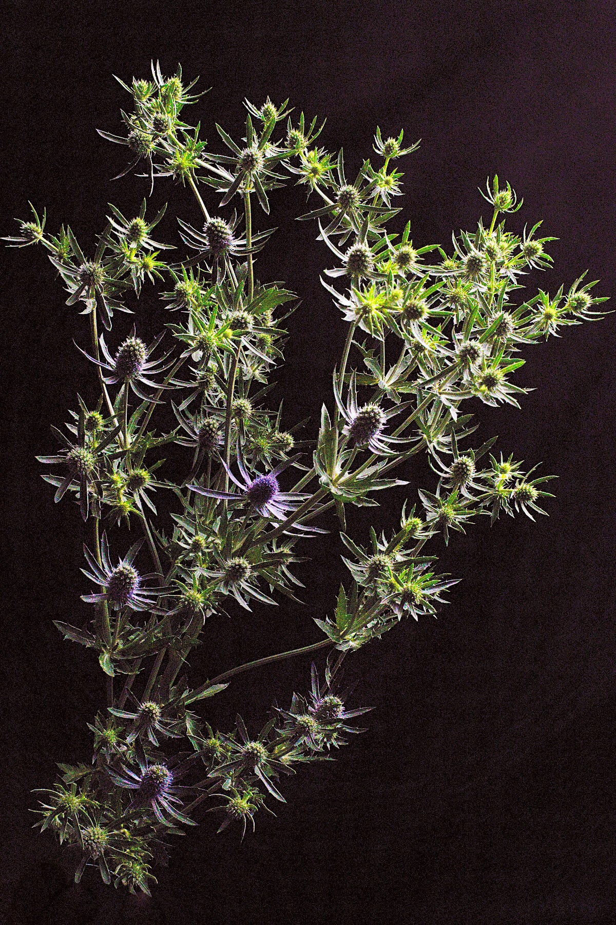 October Eryngiums floral photography print