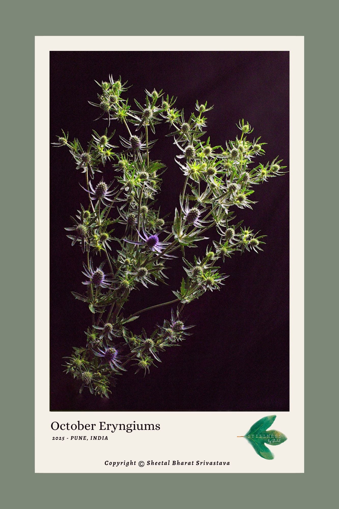Floral arrangement with 'October Eryngiums' text on a dark background