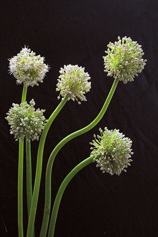 June Alliums floral photography print