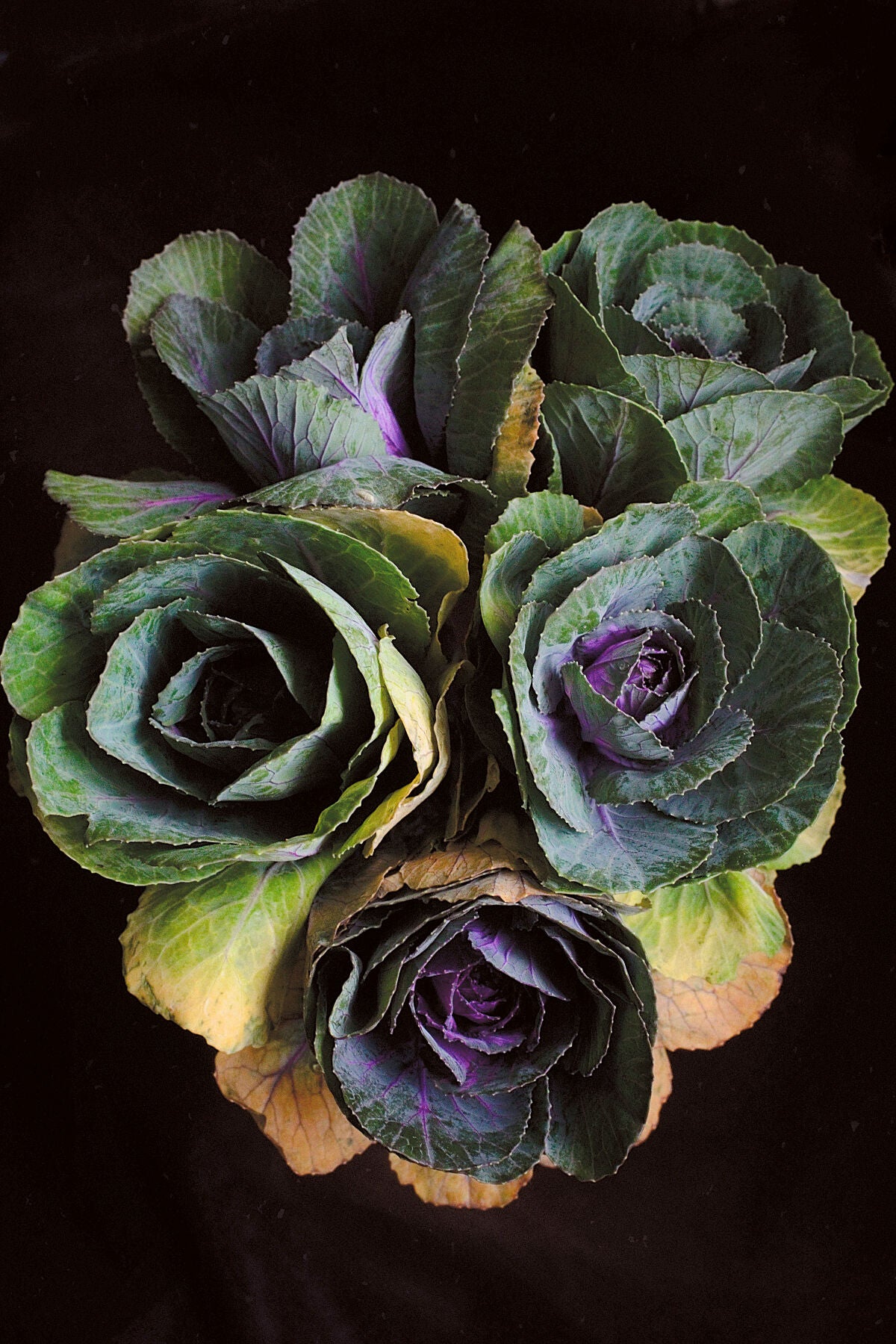 February Ornamental Cabbage nature photography print