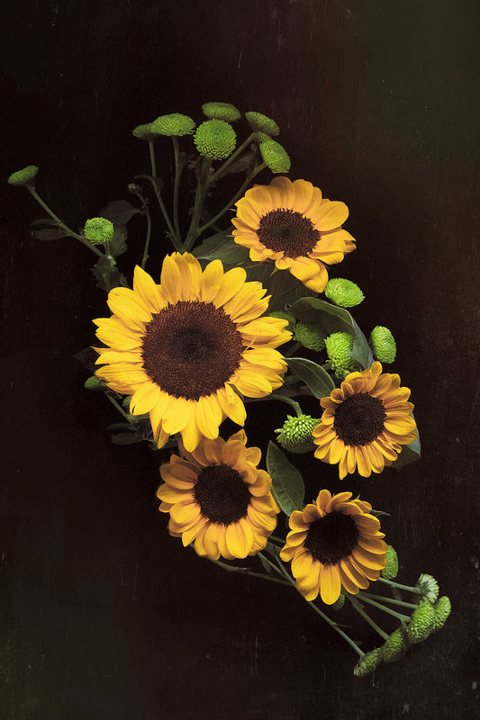 Sunflower Summer floral photography print