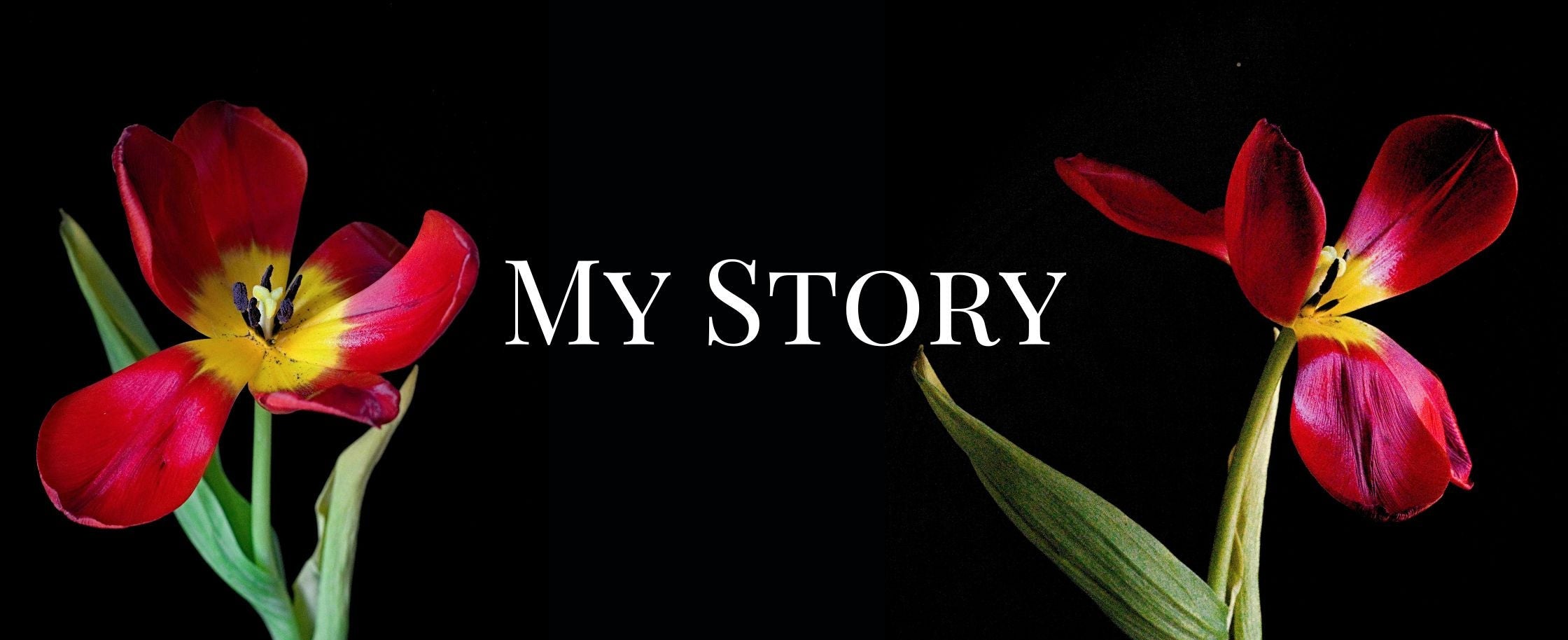 Two red tulips with a black background and 'MY STORY' text.